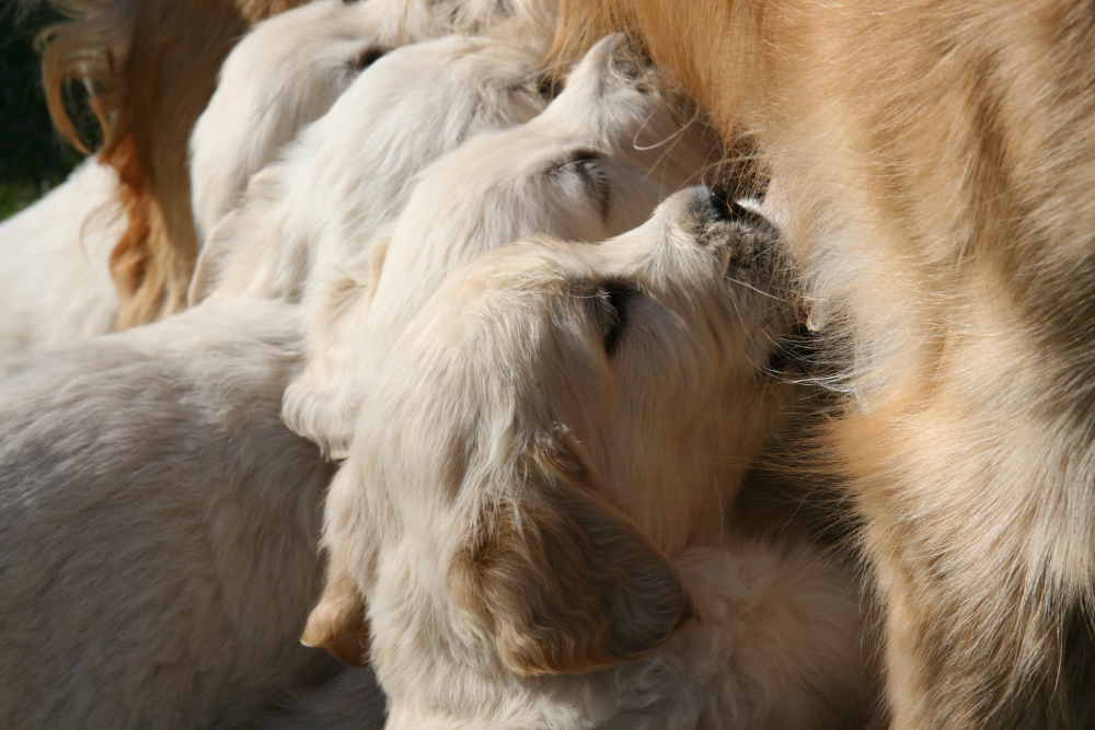 Breastfeeding animals. Золотистый ретривер сидит кормит щенков.